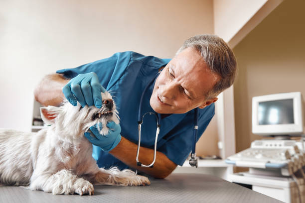 Best Dental Abscess Treatment in Roscoe, IL